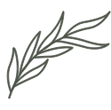 Decorative Olive Branch